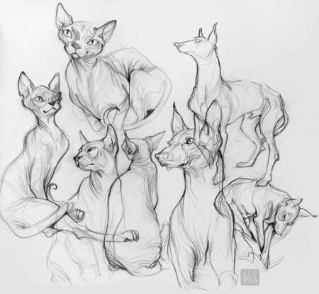 animal sketches