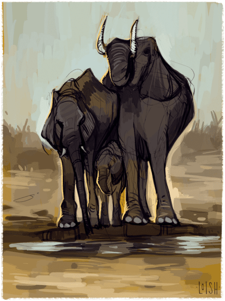 elephants