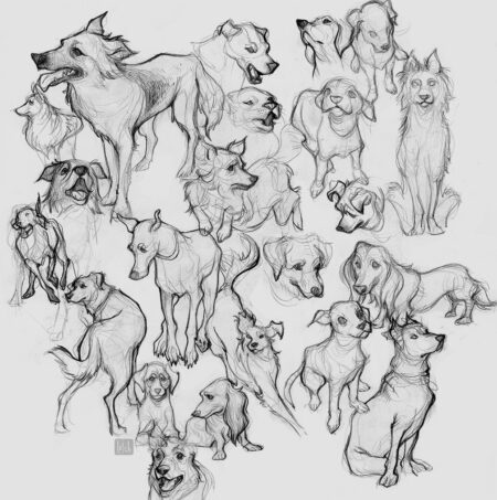 dog studies