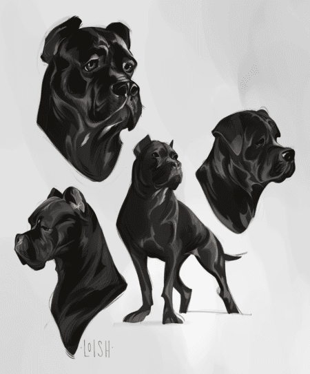 cane corso studies