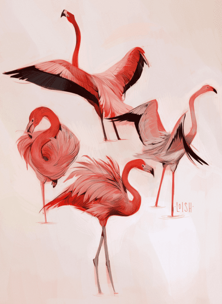 flamingos