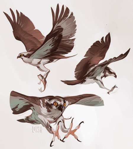 osprey studies