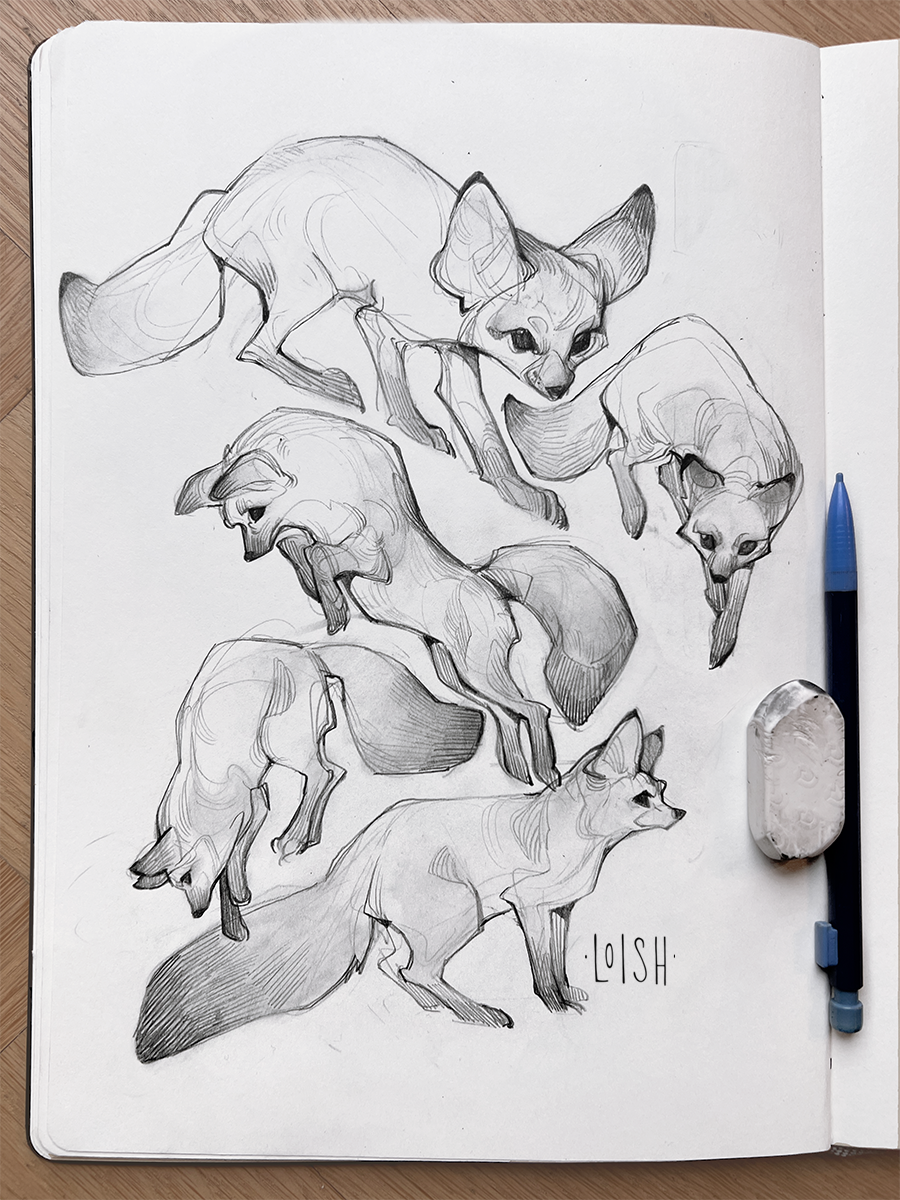 fox sketches