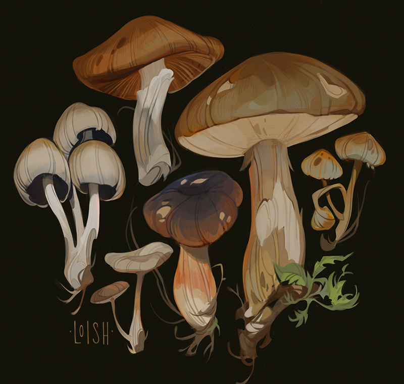 mushroom studies