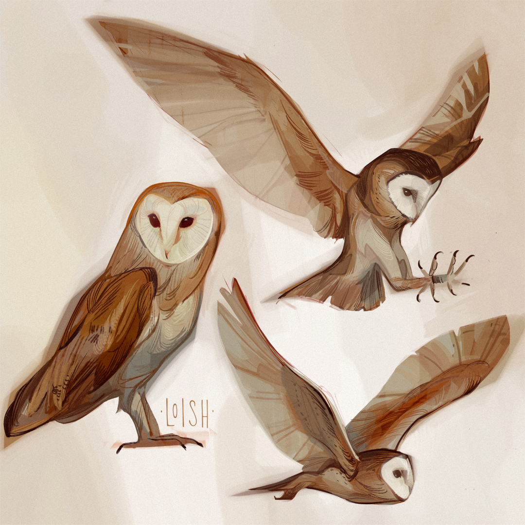 owl studies