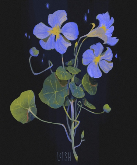 nasturtium