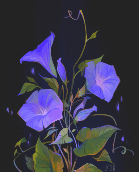 morning glory